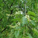 Prunus serotina fleur P2C (2)